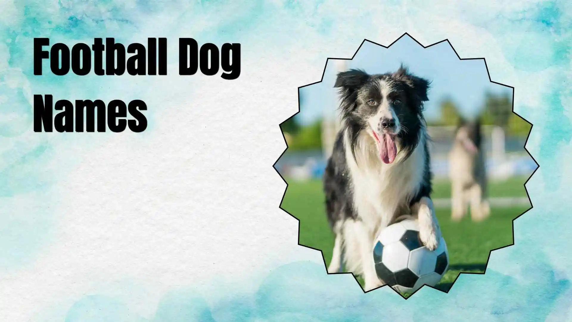 football dog names