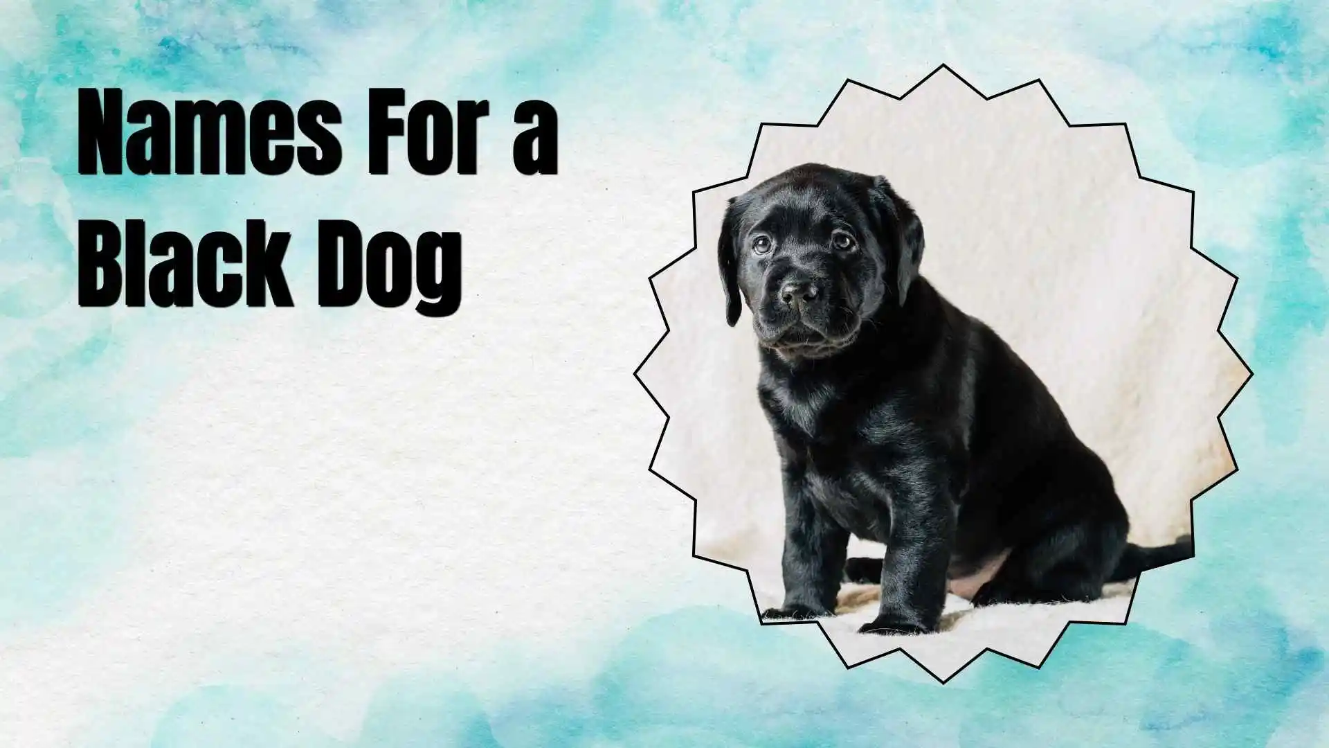 names for a black dog