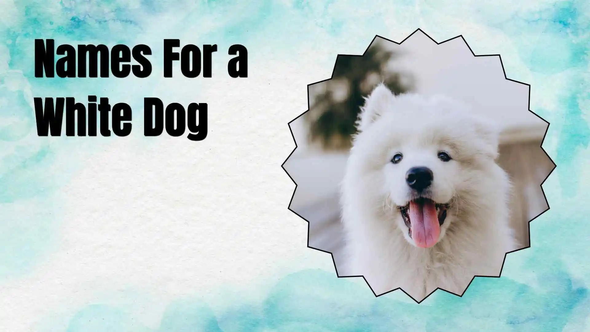 names for a white dog