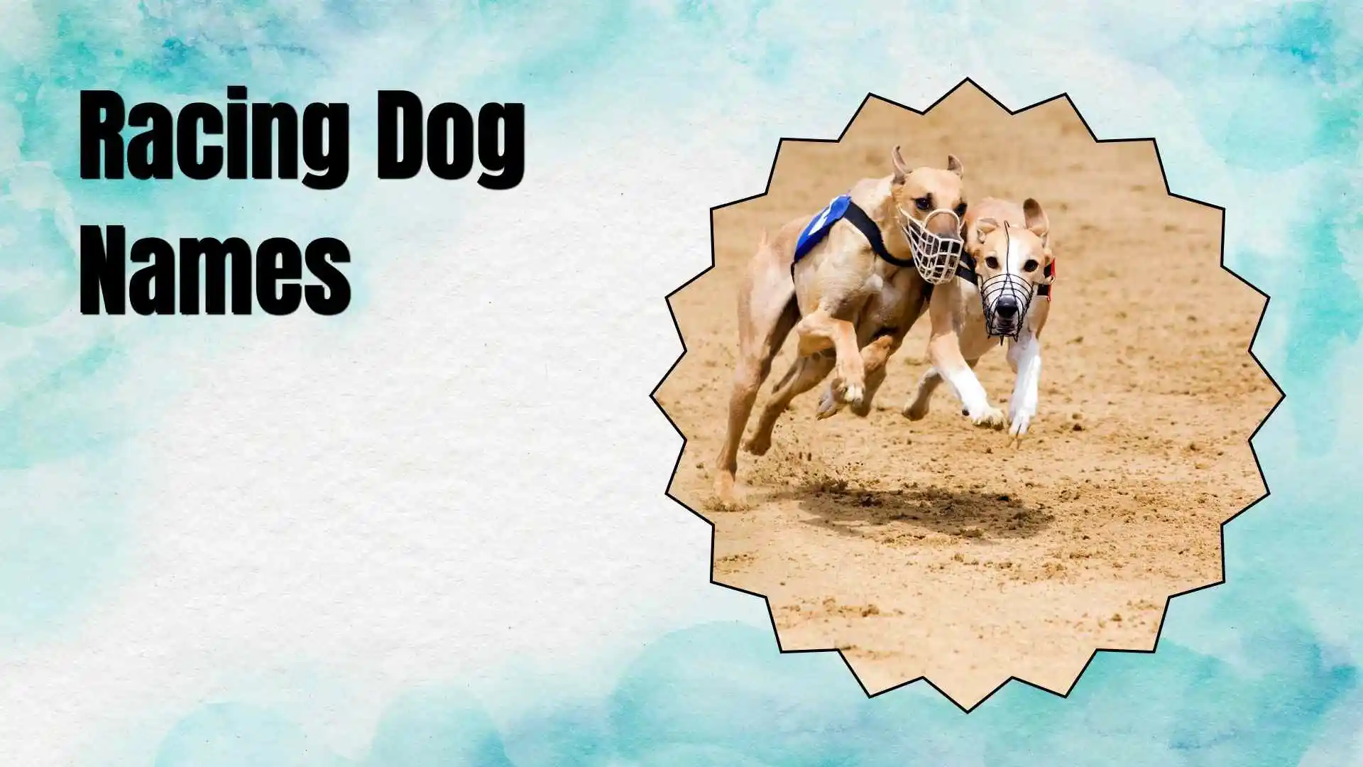 racing dog names