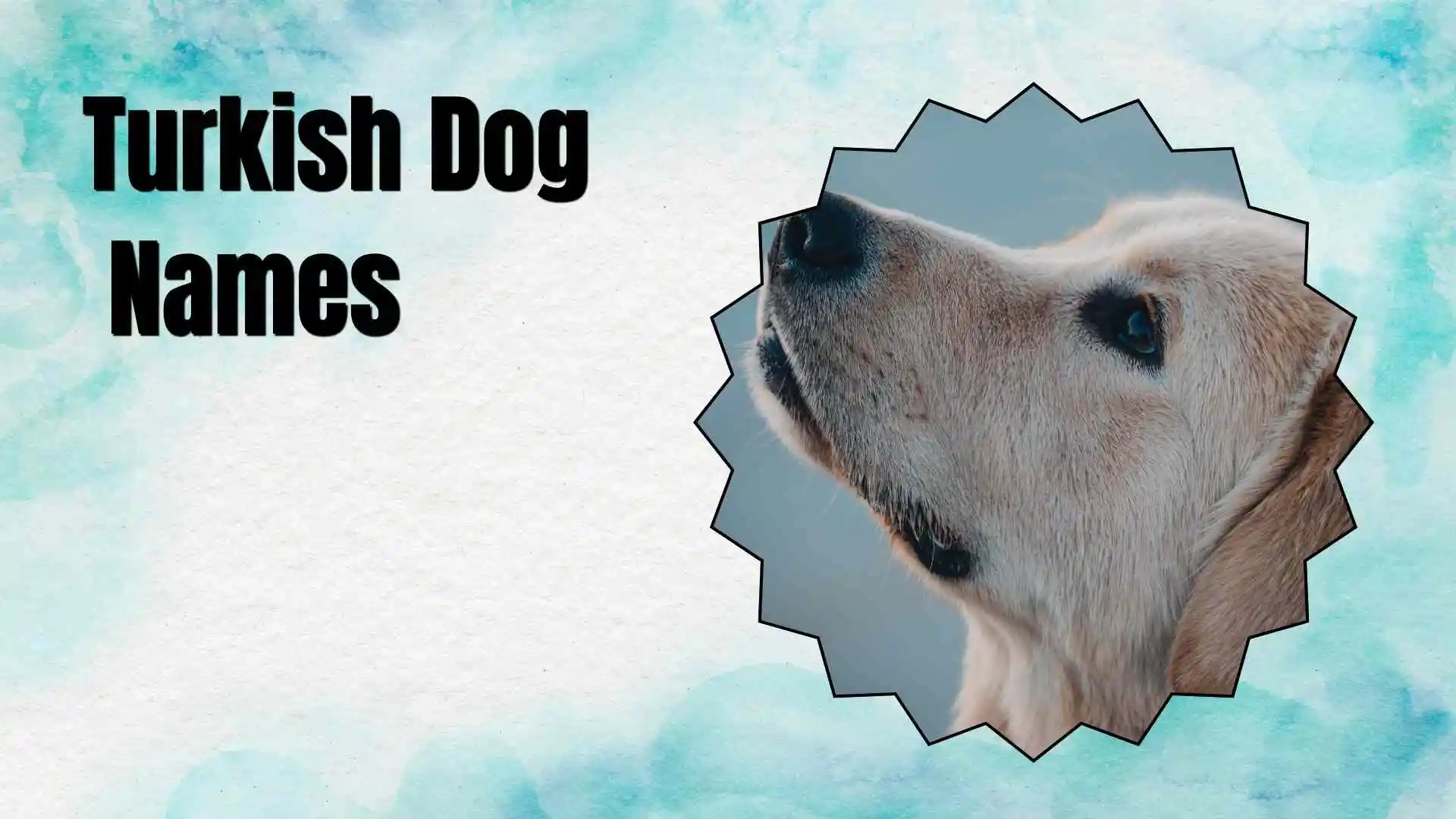 turkish dog names
