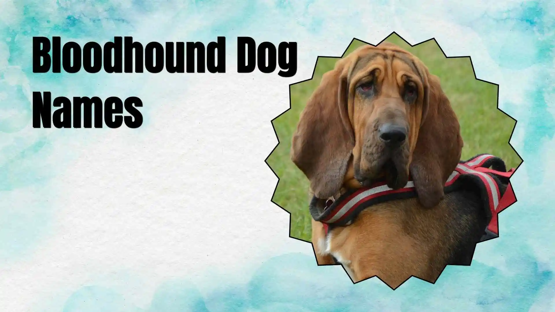 bloodhound dog names