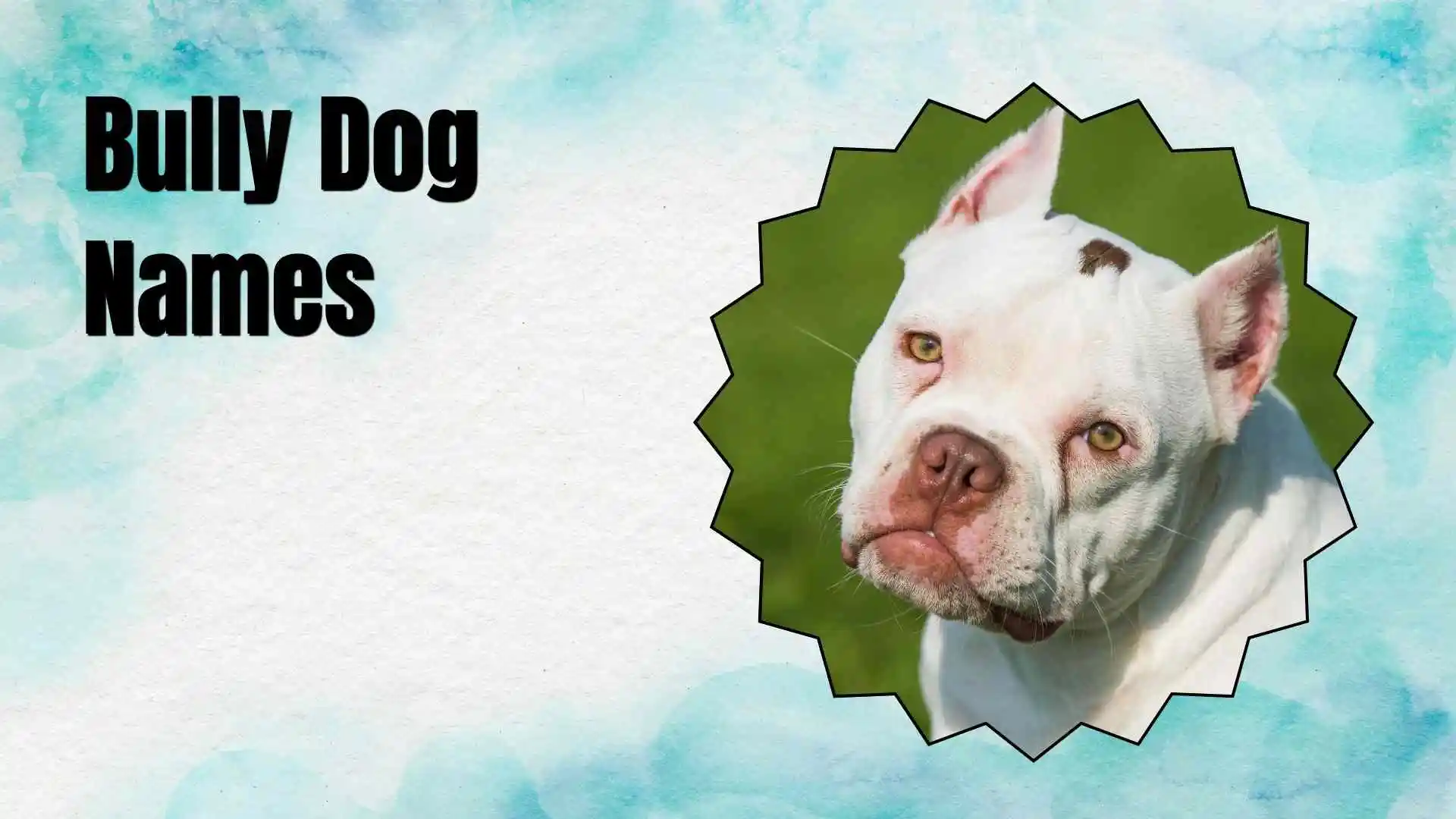 bully dog names