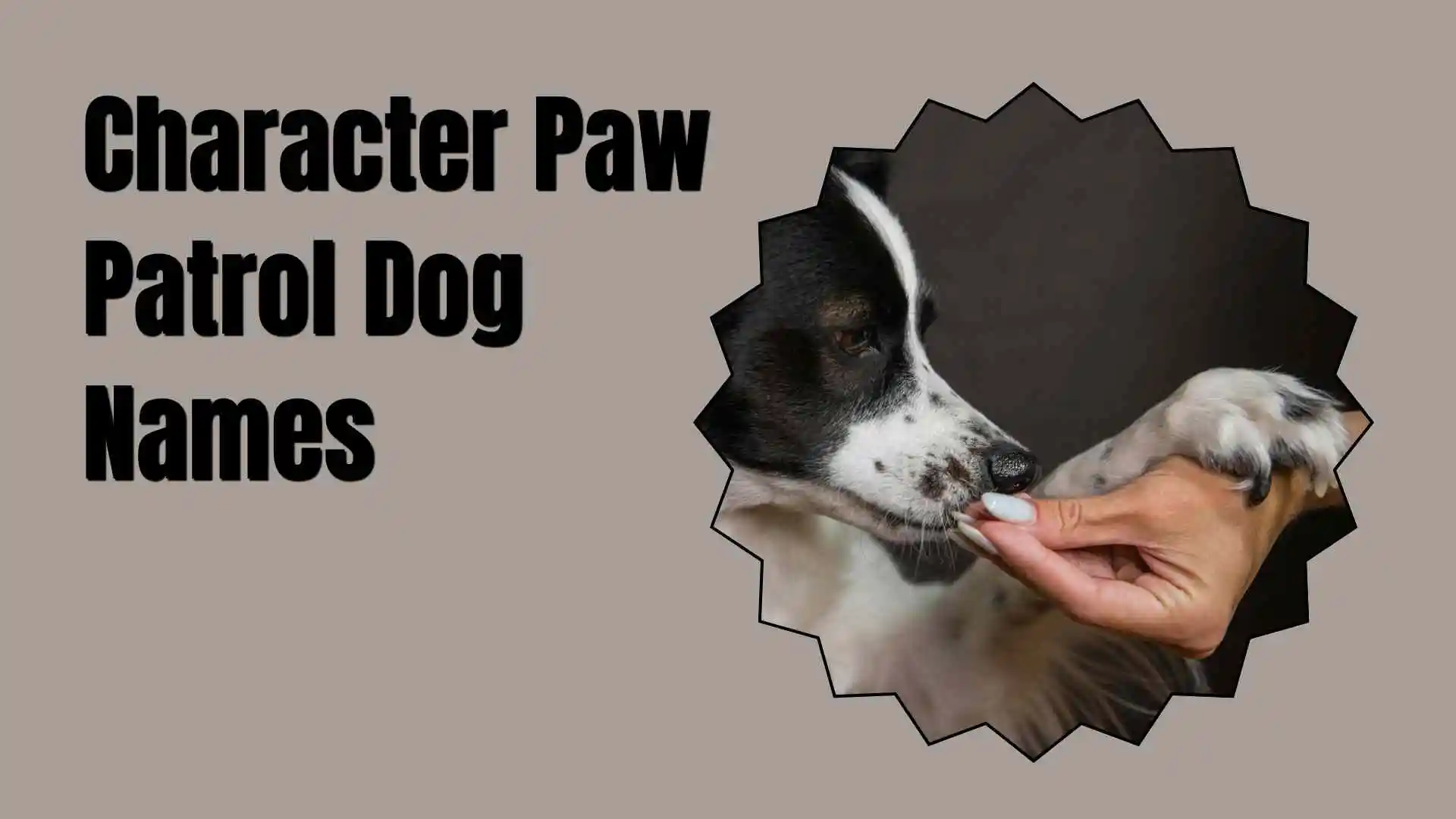 character paw patrol dog names