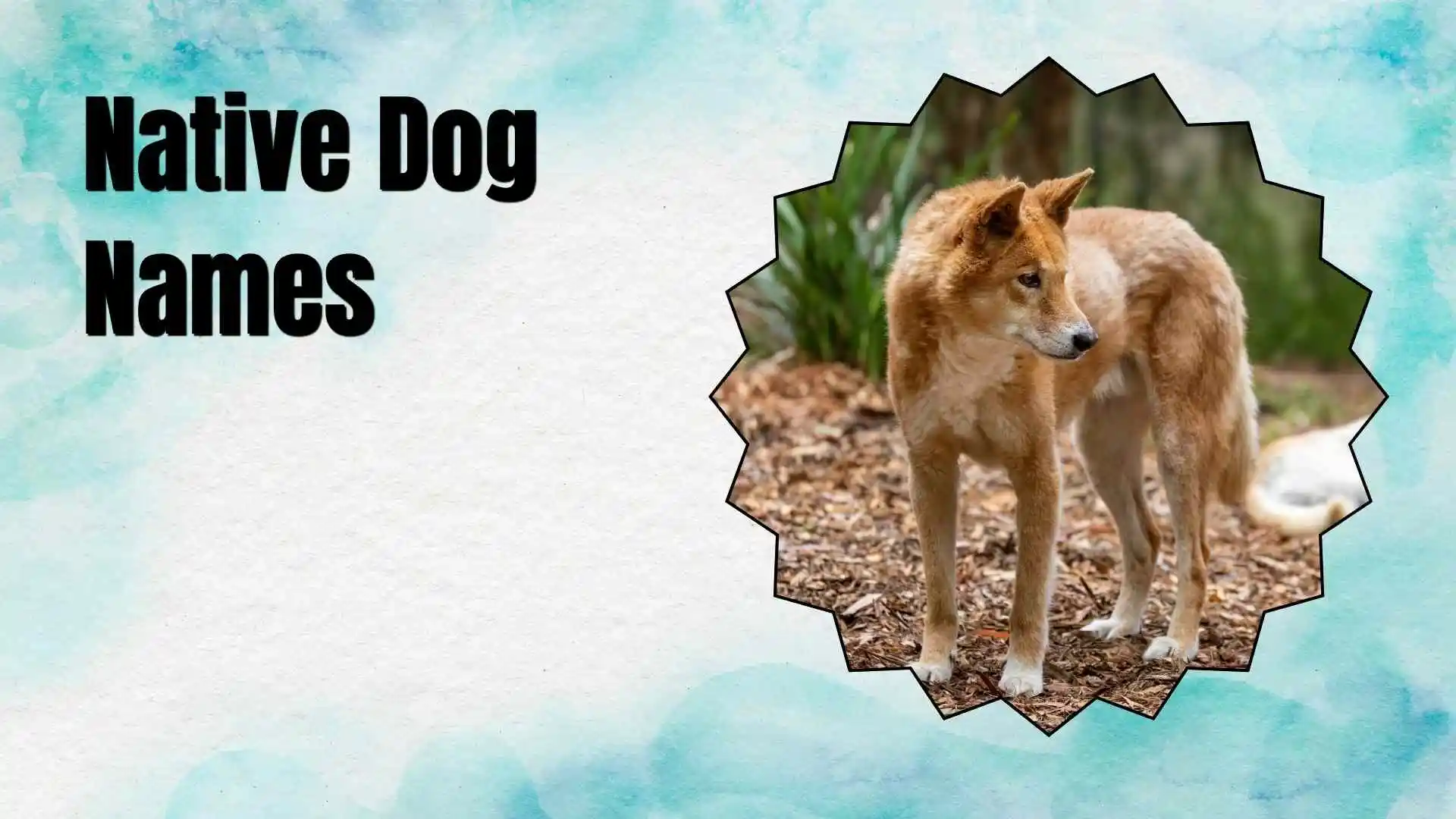 native dog names