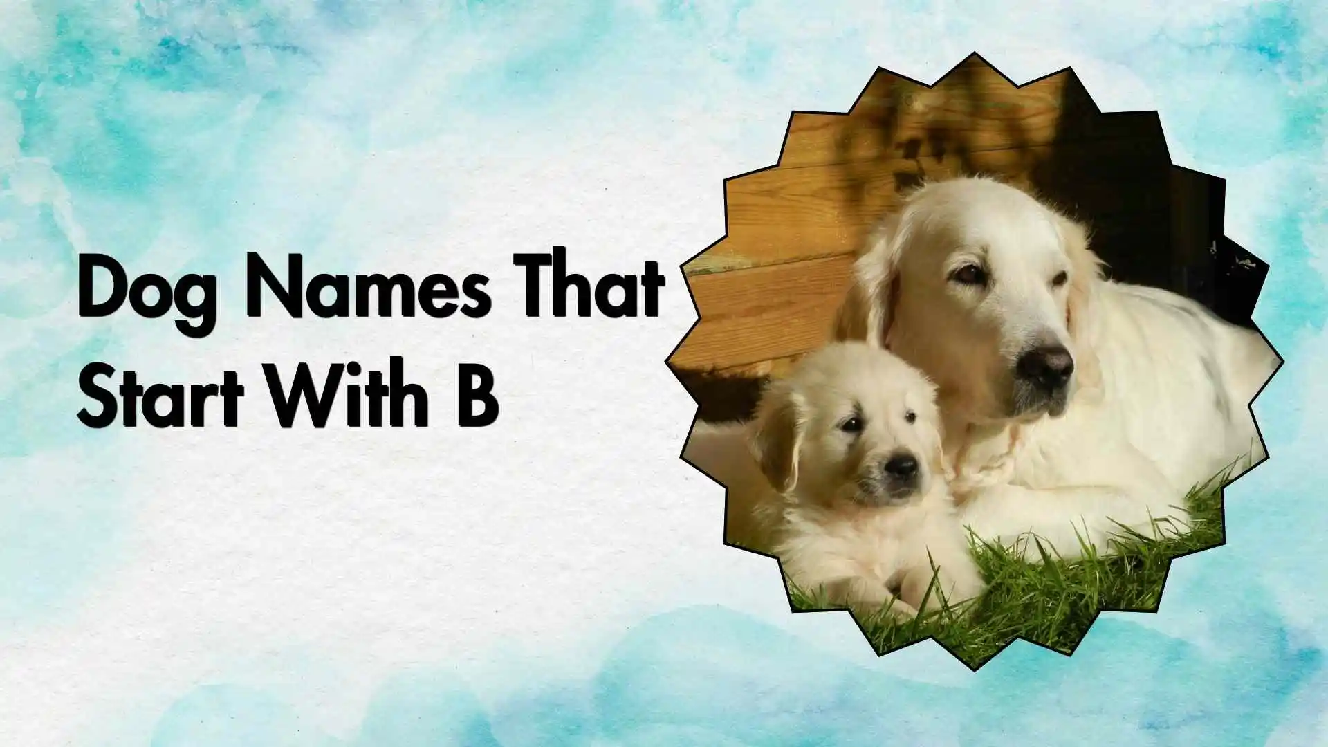dog names that start with b