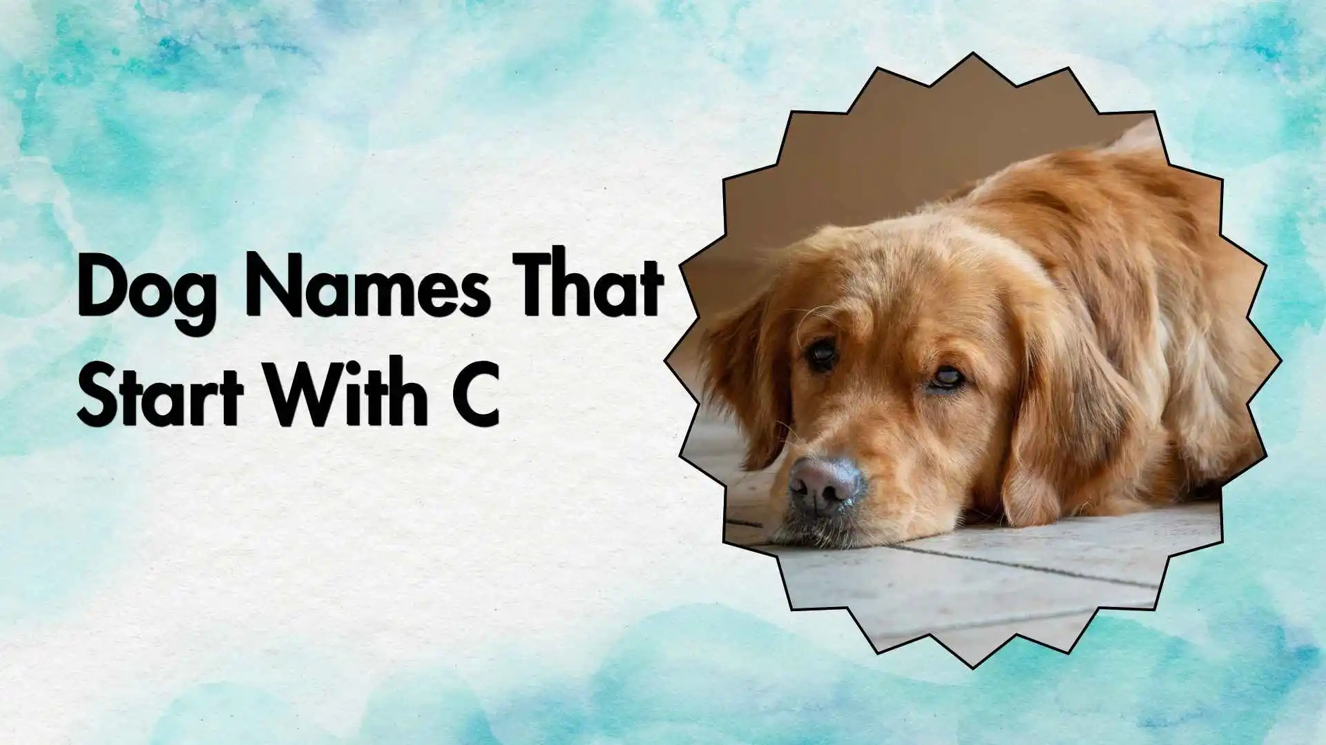 dog names that start with c