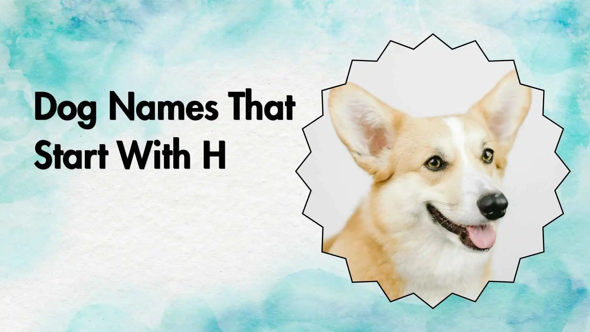 dog names that start with h