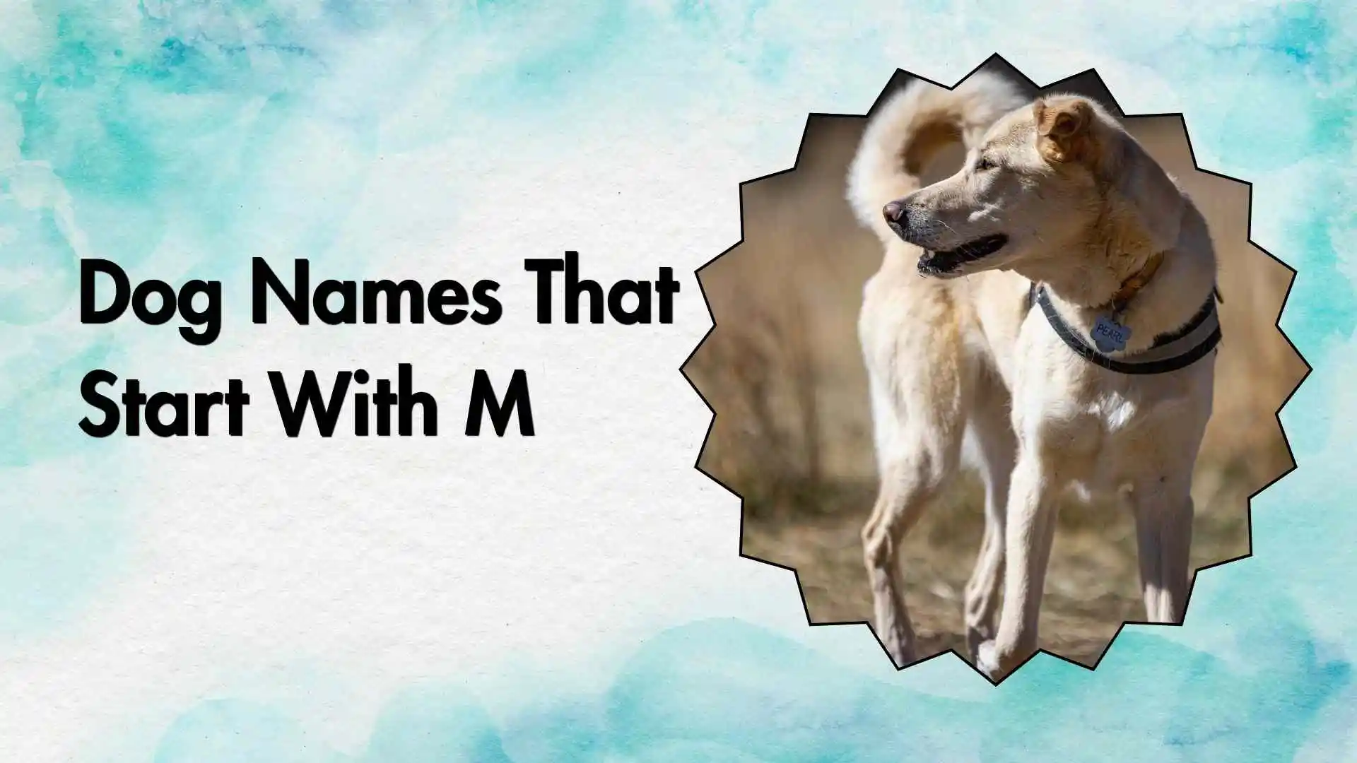 dog names that start with m