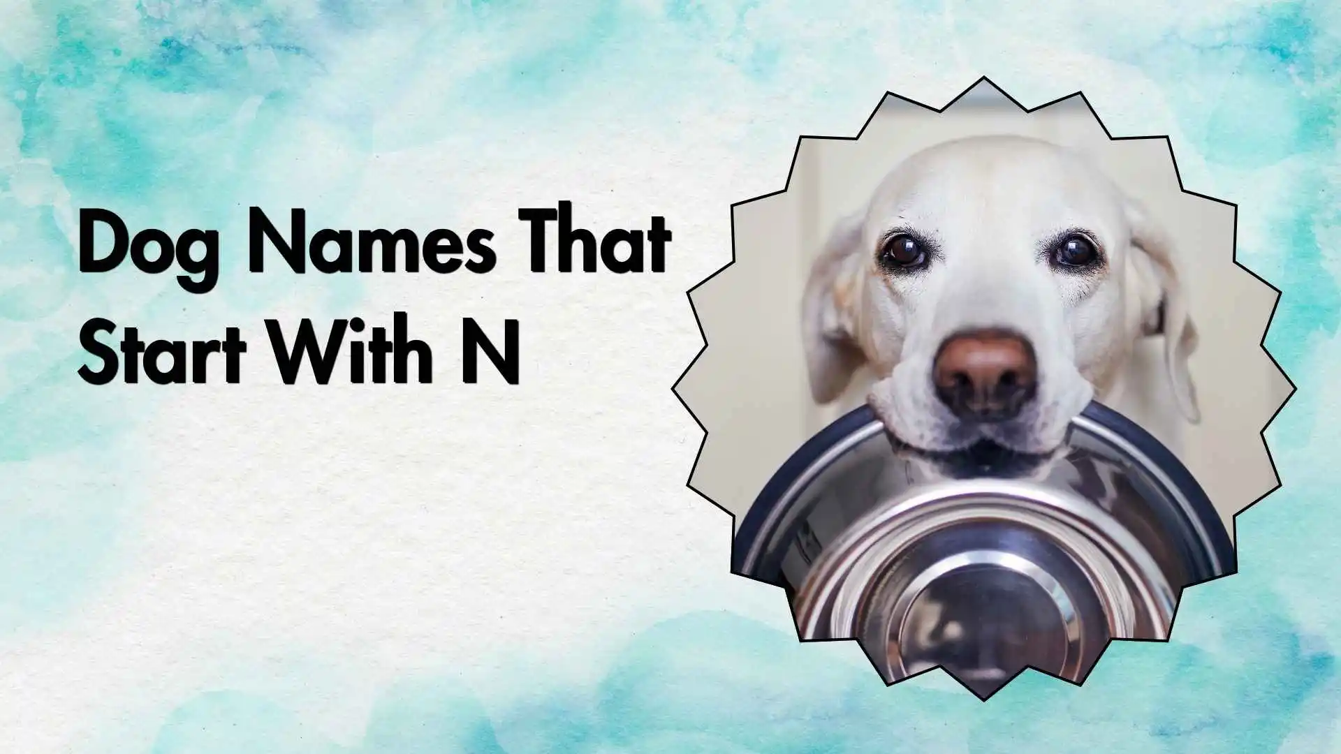 dog names that start with n