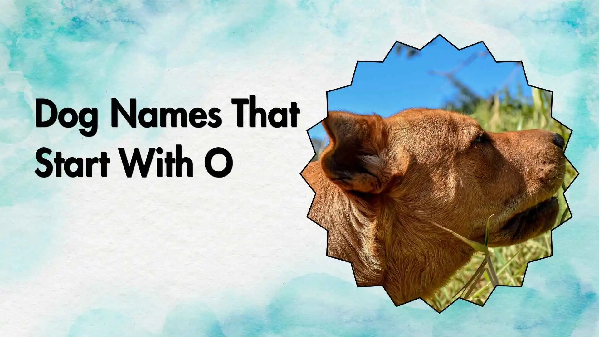 dog names that start with o