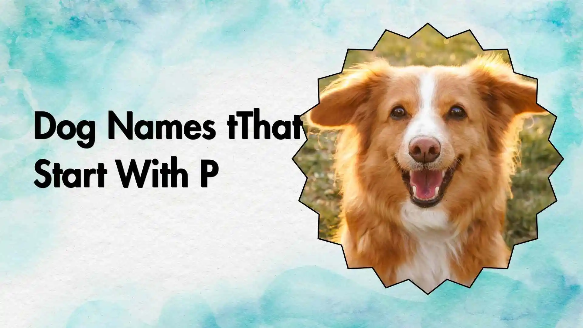 dog names that start with p