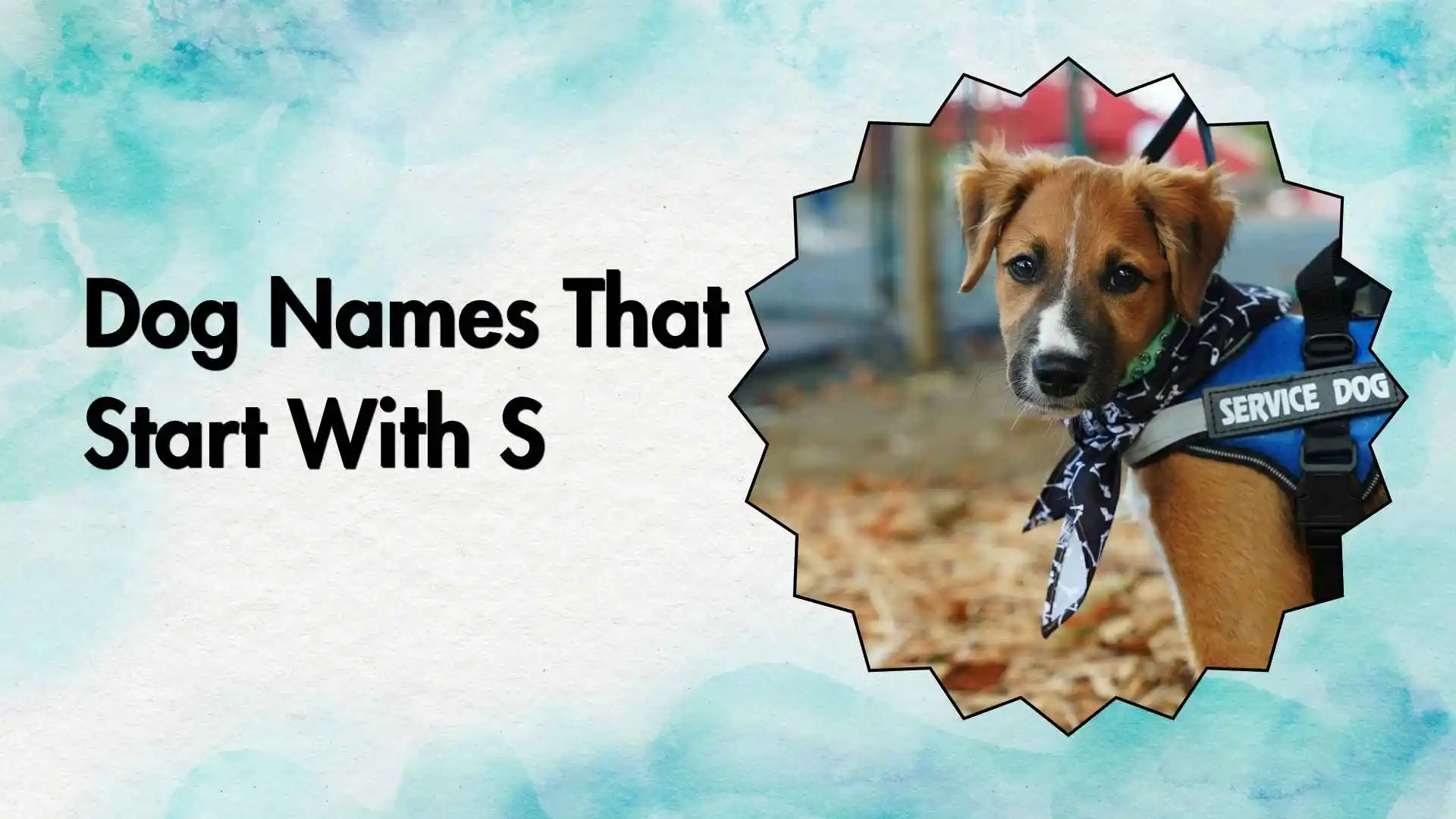 dog names that start with s