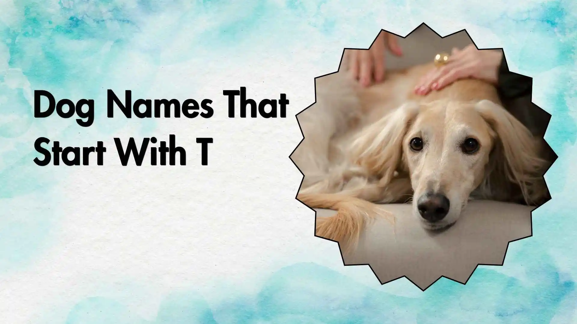 dog names that start with t