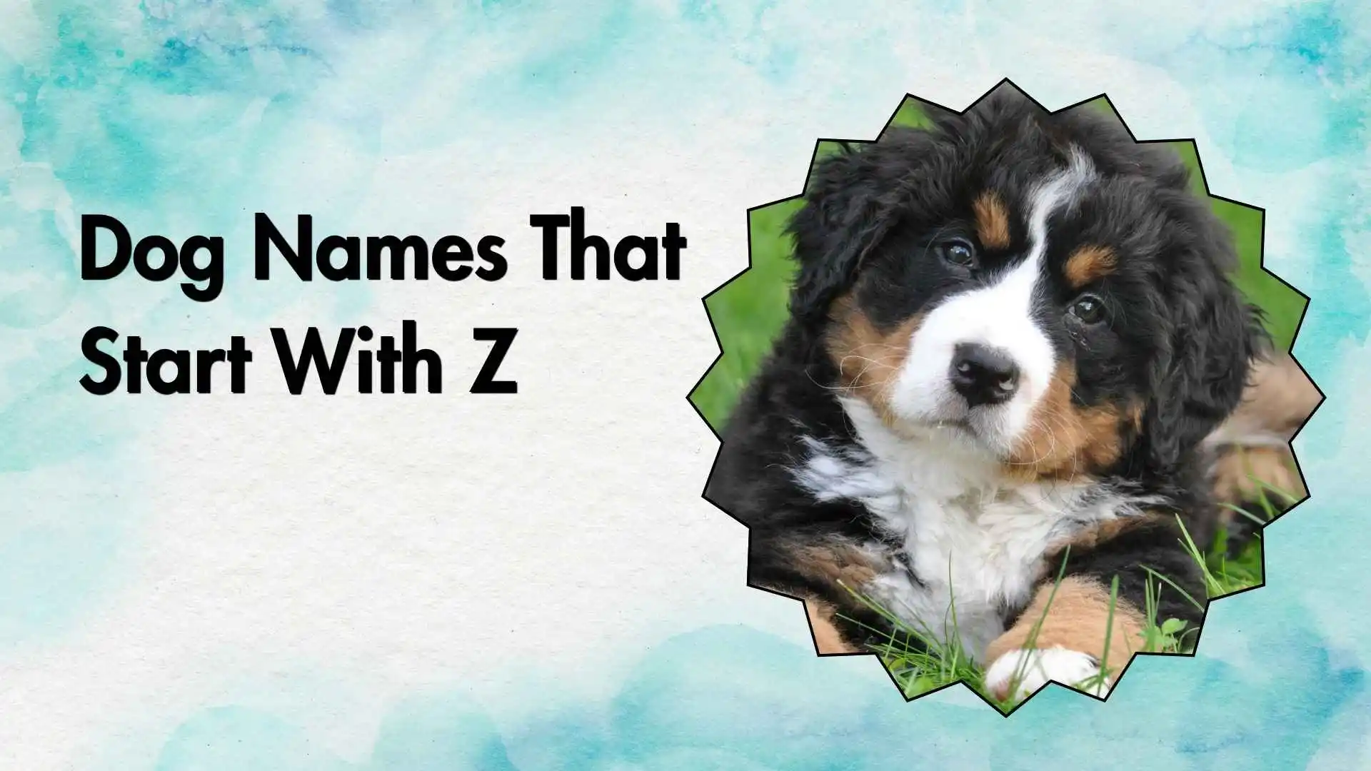 dog names that start with z