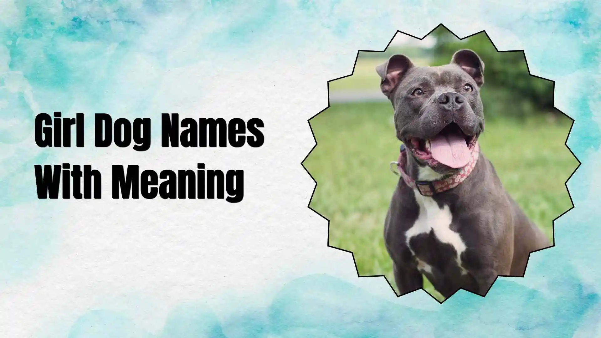 girl dog names with meaning
