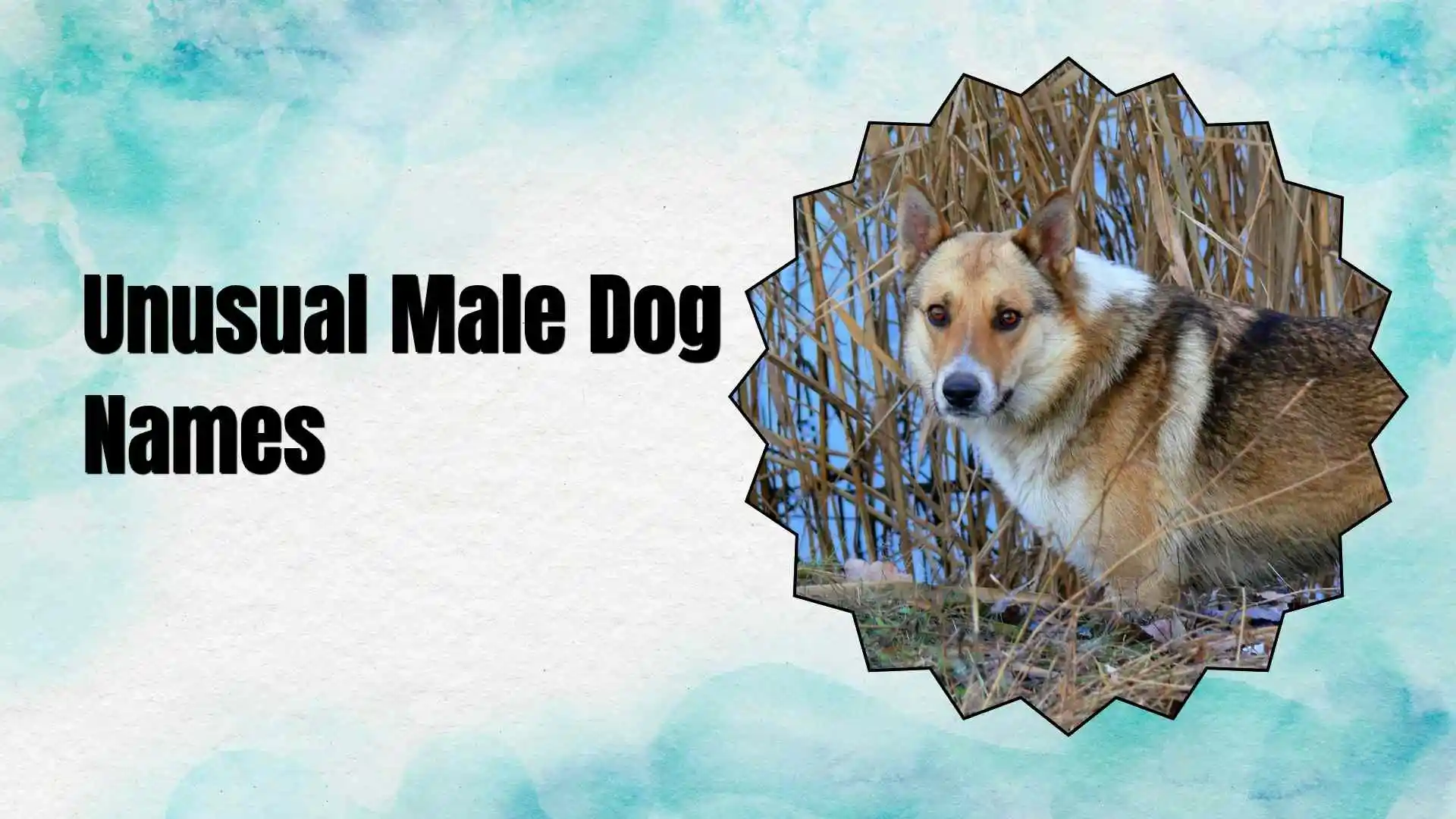 unusual male dog names
