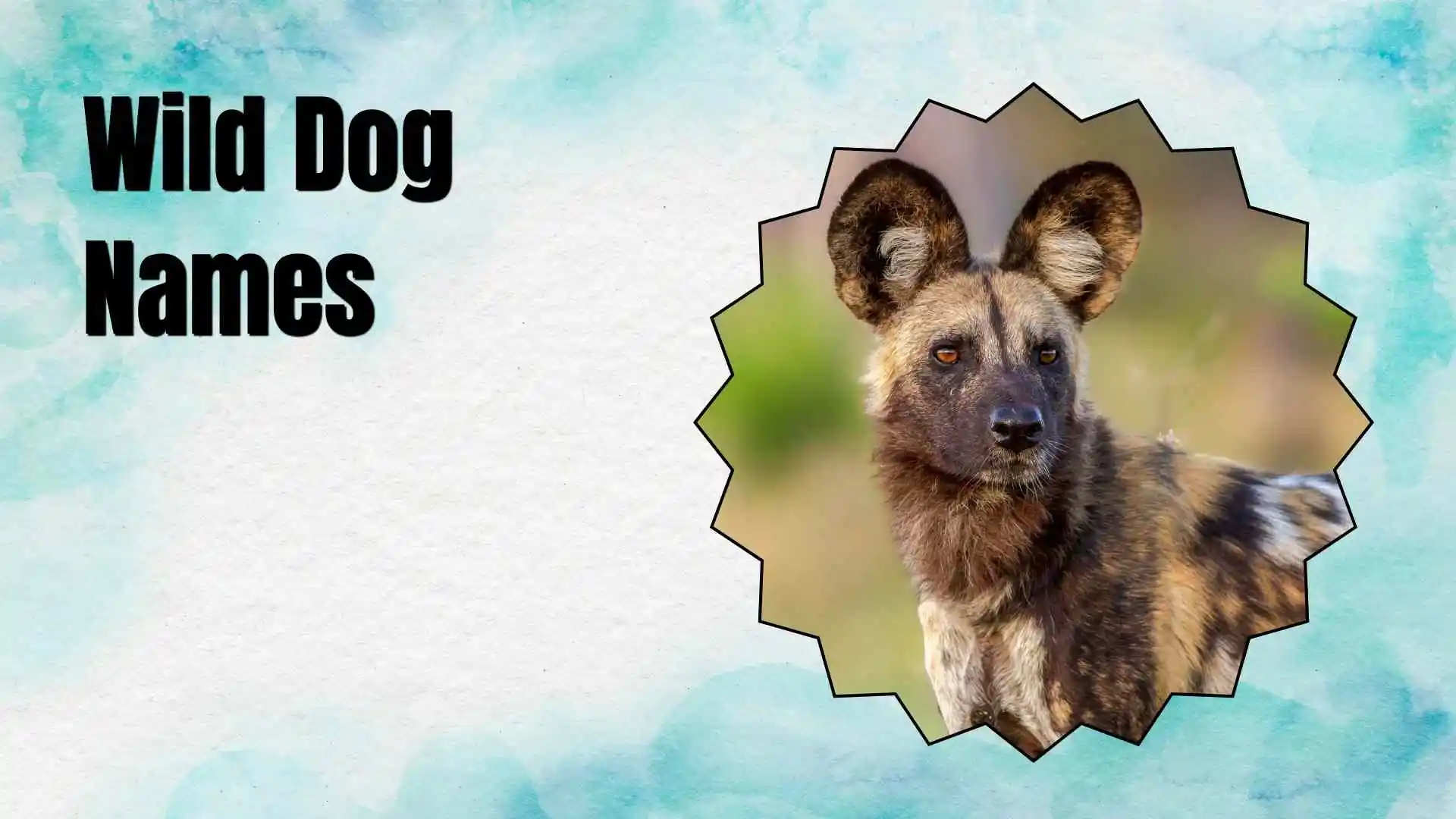 wild dog names
