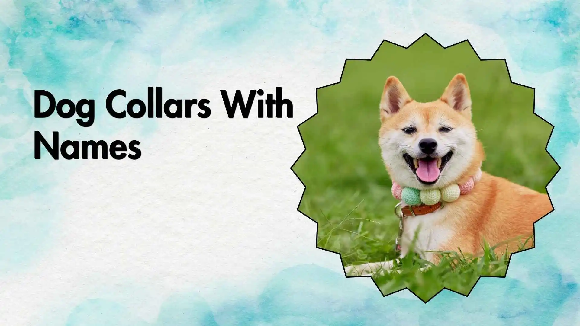 dog collars with names