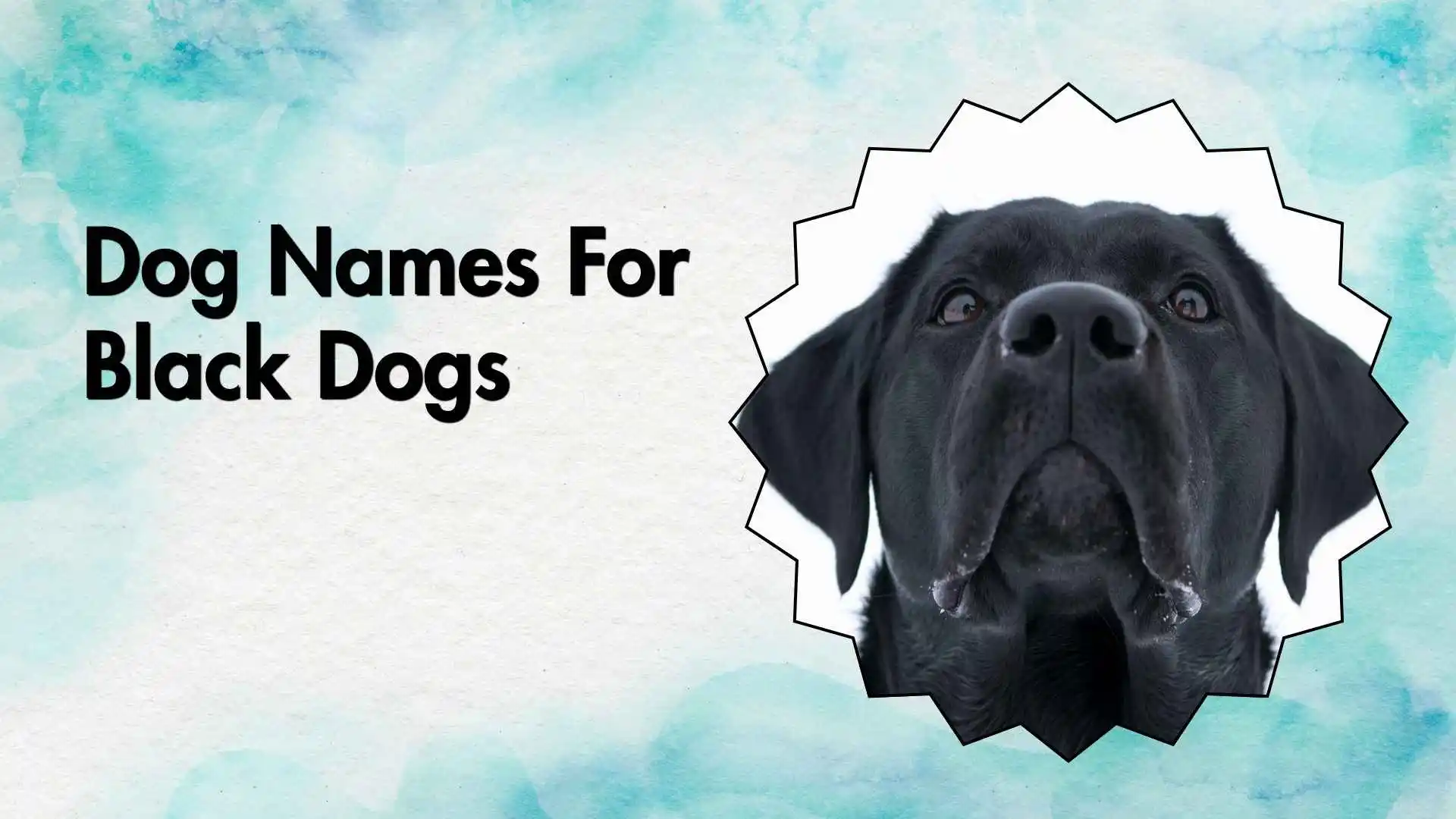 dog names for black dogs